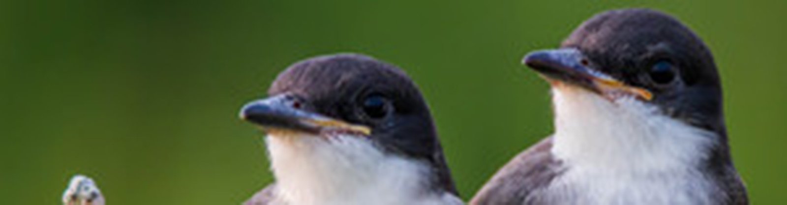 Behavioral Cents Logo | Partners in Love & Money